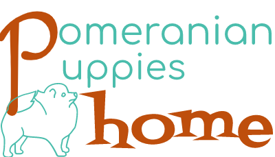 Pomeranian Puppies Home